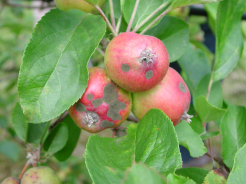 Venturia (pegavost i krastavost) jabuke - Venturia inaequalis