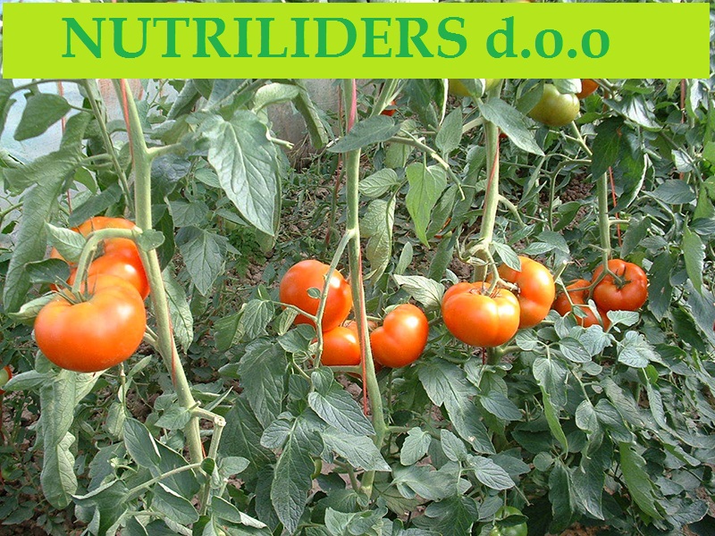 NUTRILEADERS – PROGRAM FOLIJARNE ISHRANE PARADAJZA na otvorenom polju