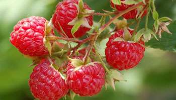 Maline