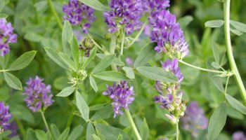 Lucerka