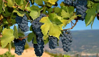 Vinogradarstvo
