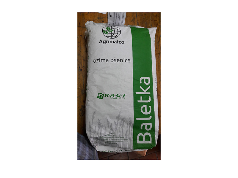 Semenska Pšenica Baletka - Slika 1