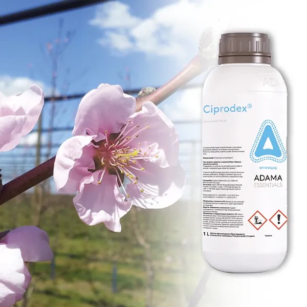 Ciprodex /100ml