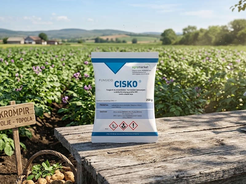 Cisko - Slika 1