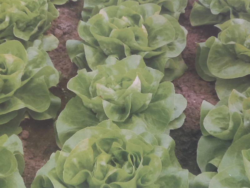 Salata genesis 5000 sem bejo