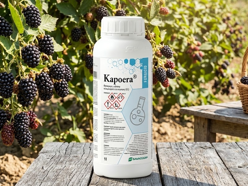 KAPOERA 1LIT