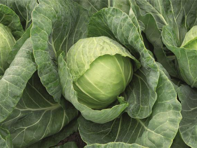 Kupus Tiara F1 - rani - Slika 1