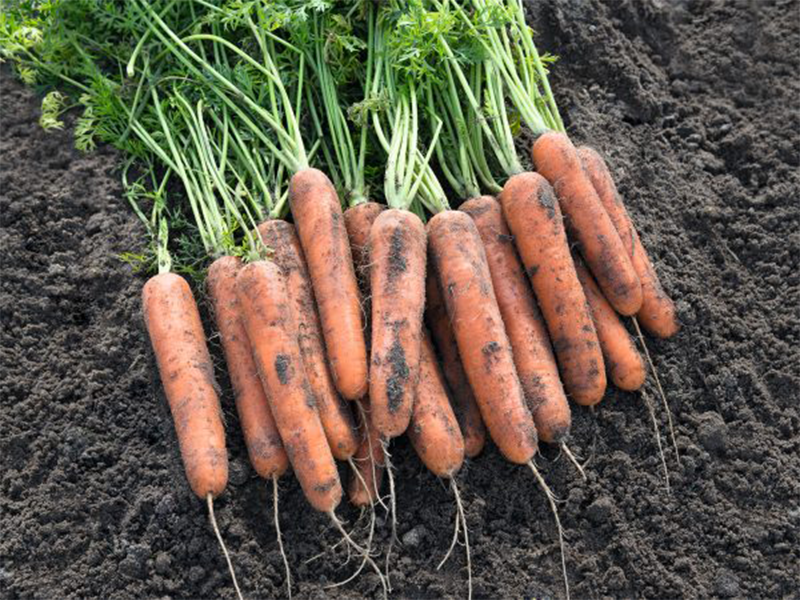 Mrkva Napoli f1 1.8-2.0 100000s bejo