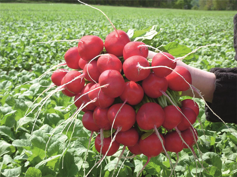 Rotkvica Rosetta f1 50000 bejo