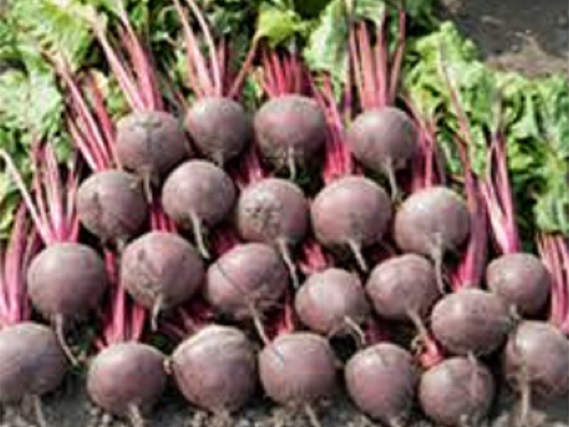 Cvekla Boro f1 50000s bejo