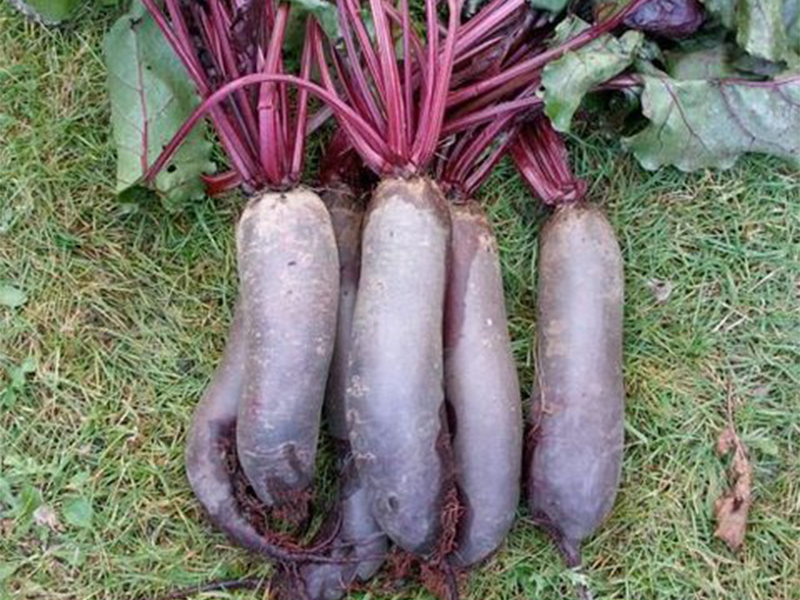 Cvekla Taunus f1 25000s bejo