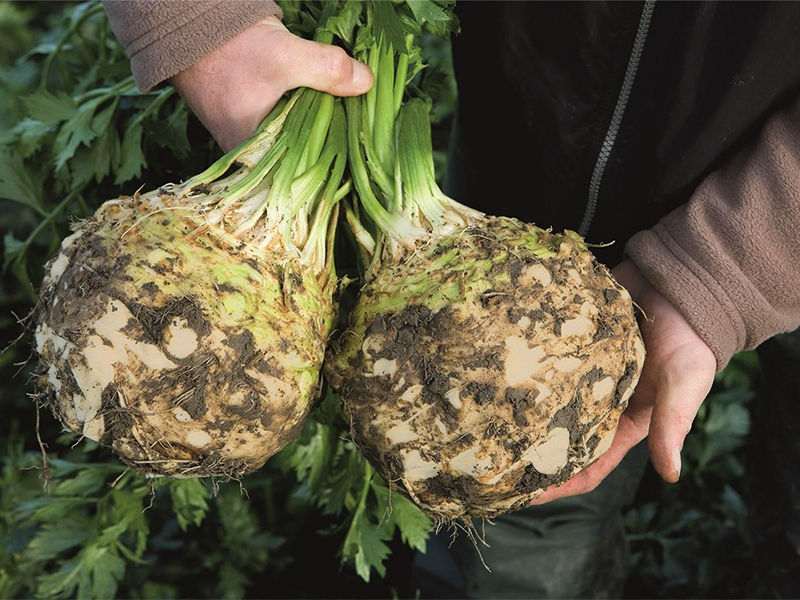 Celer Elena f1 10000s PL bejo