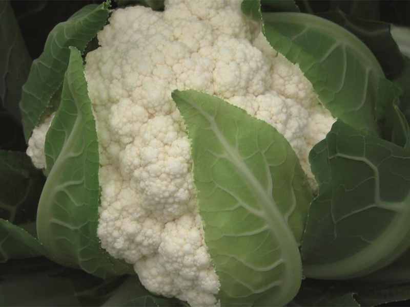 Karfiol Flamenco f1 1000s bejo