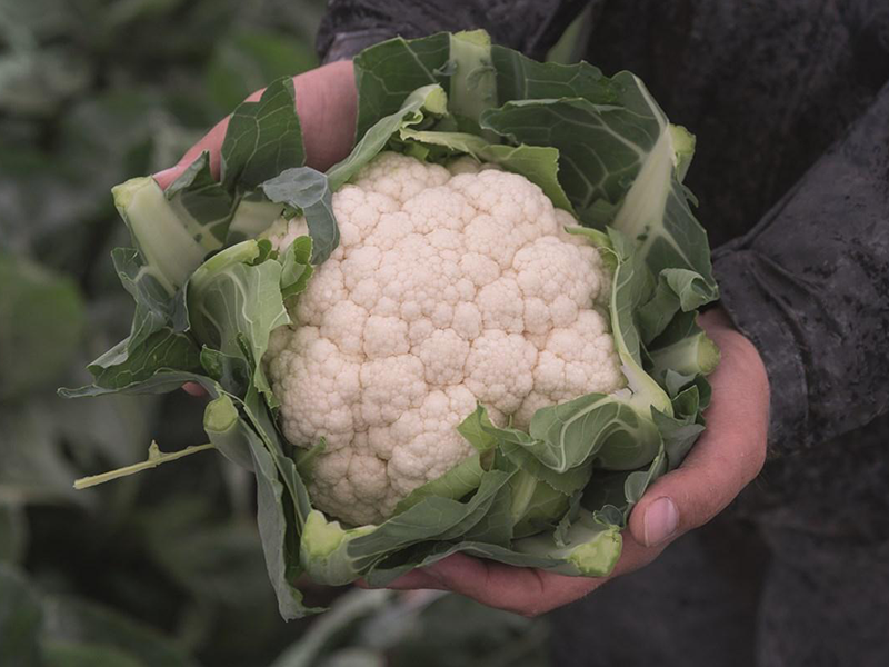 Karfiol Alcala 2500s