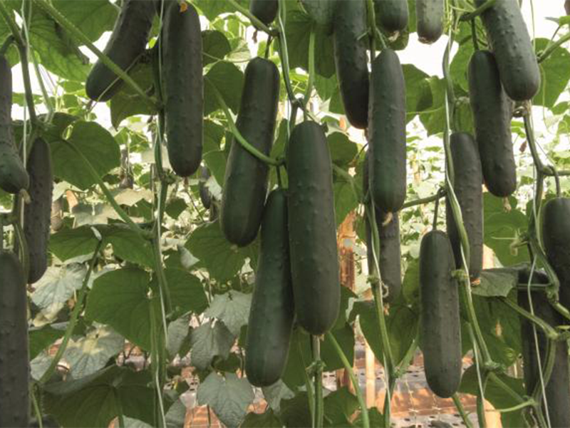 Krastavac Lisboa f1 1000s bejo