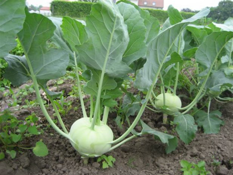 Keleraba Kondor f1 2500s bejo PS