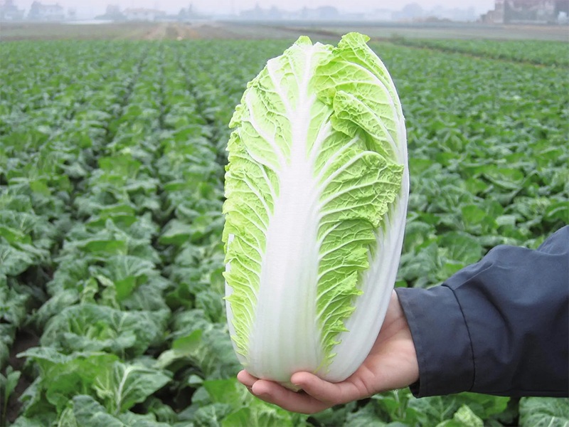 Kineski kupus Emiko F1 - Slika 1