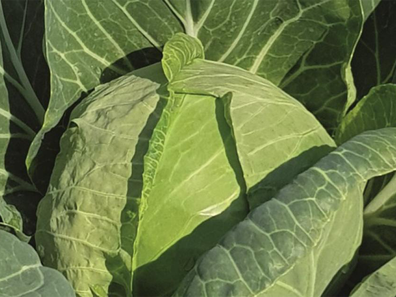 Kupus Thalys f1 1000s bejo PS