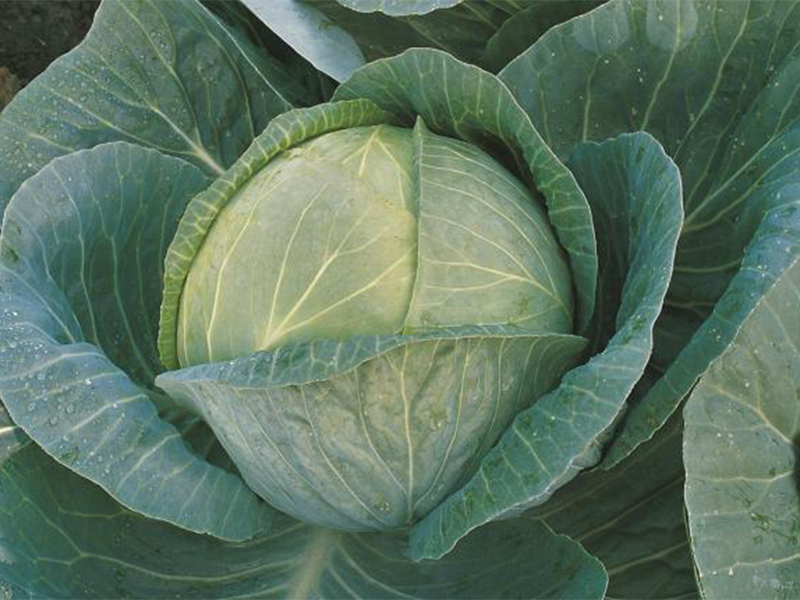 Kupus Hinova f1 2500s bejo