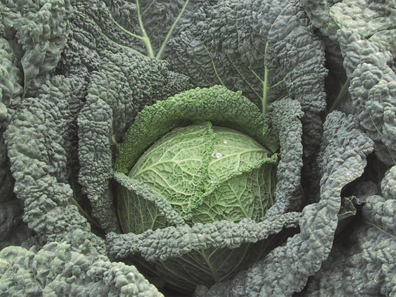 Kelj Firensa f1 2500s bejo PS