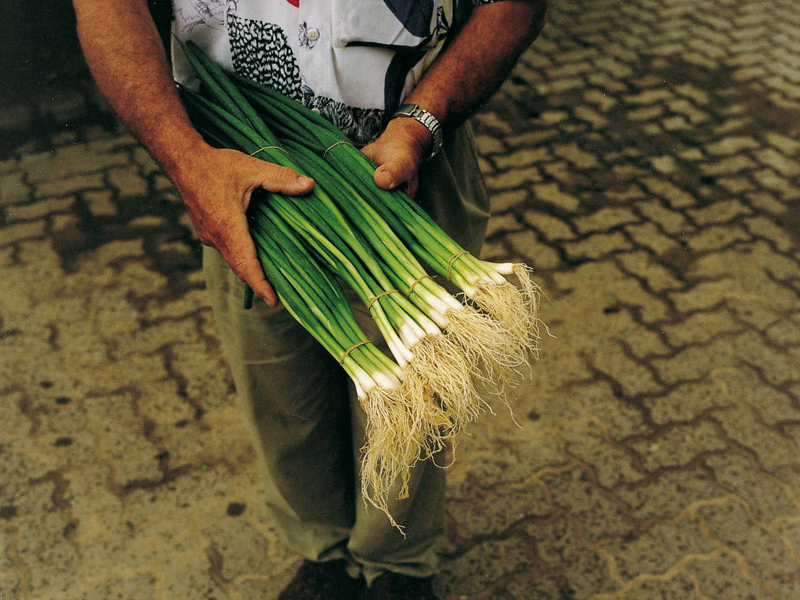 Luk za vezice Parade f1 250000s bejo