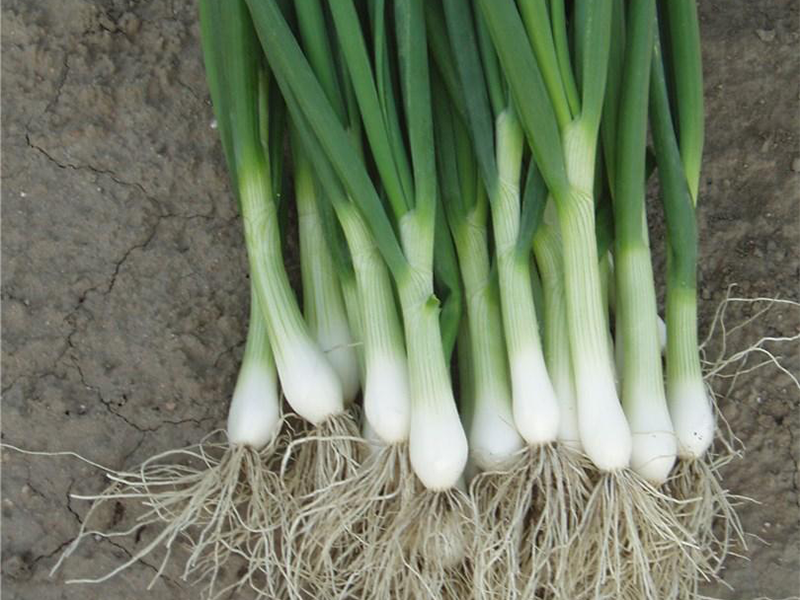 Luk za vezice Perfomer 250000s bejo PS