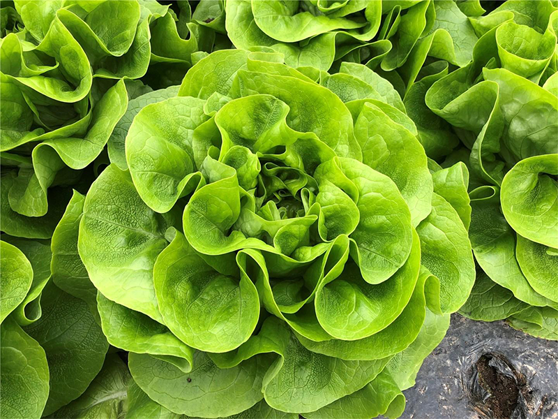 Salata Fabris 5000s bejo PL