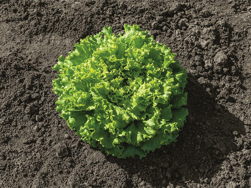 Salata Guidizel - Slika 1