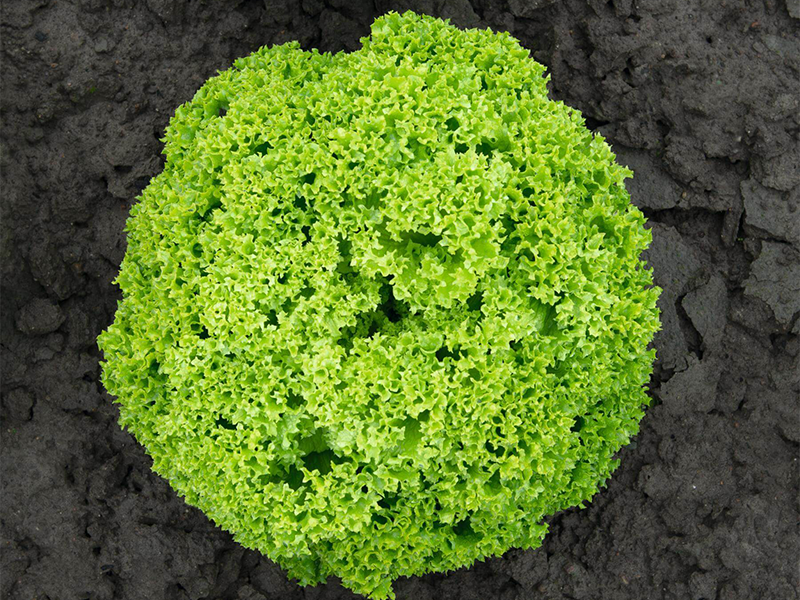 Salata Biondonna 5000s bejo PL