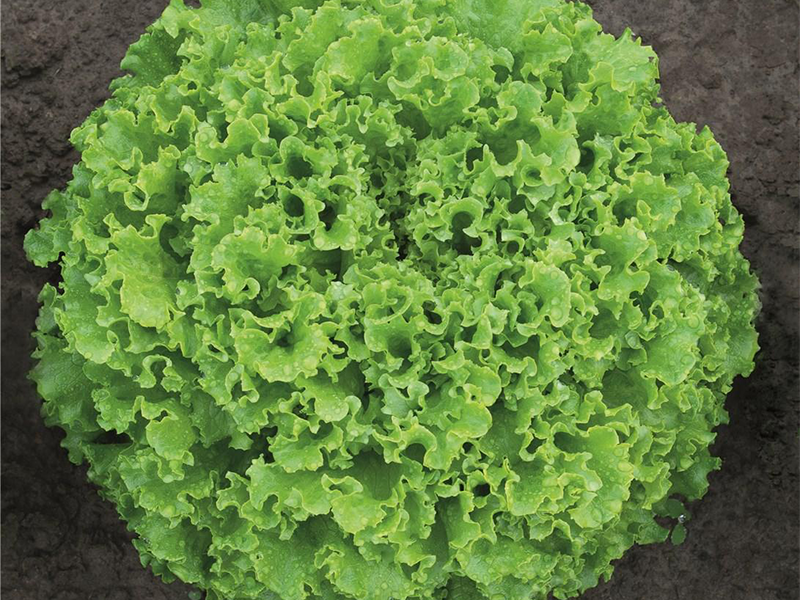 Salata Sementel - batavia - Slika 1