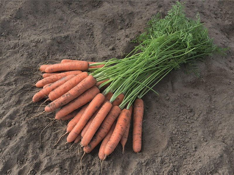 Mrkva Nebida f1 2.0-2.2 500000s bejo