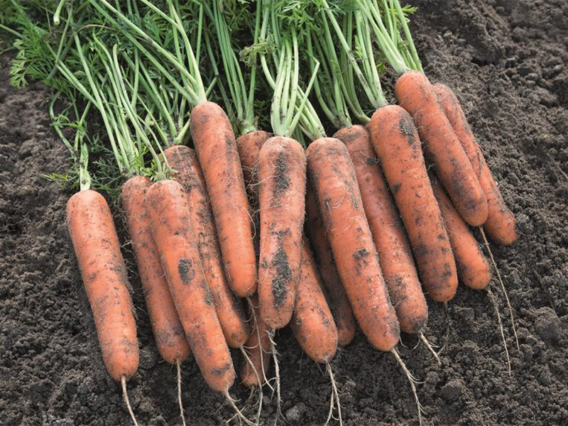 Mrkva Natuna f1 2.0-2.2 500000s bejo