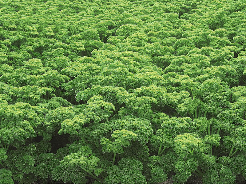 Persun liscar kudravi Petra 50g bejo