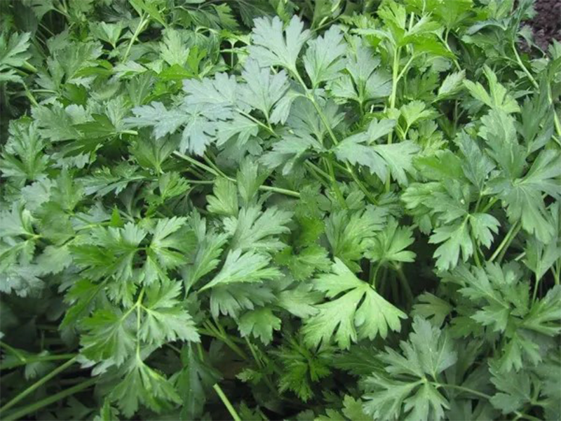 Persun liscar Titan 50g bejo