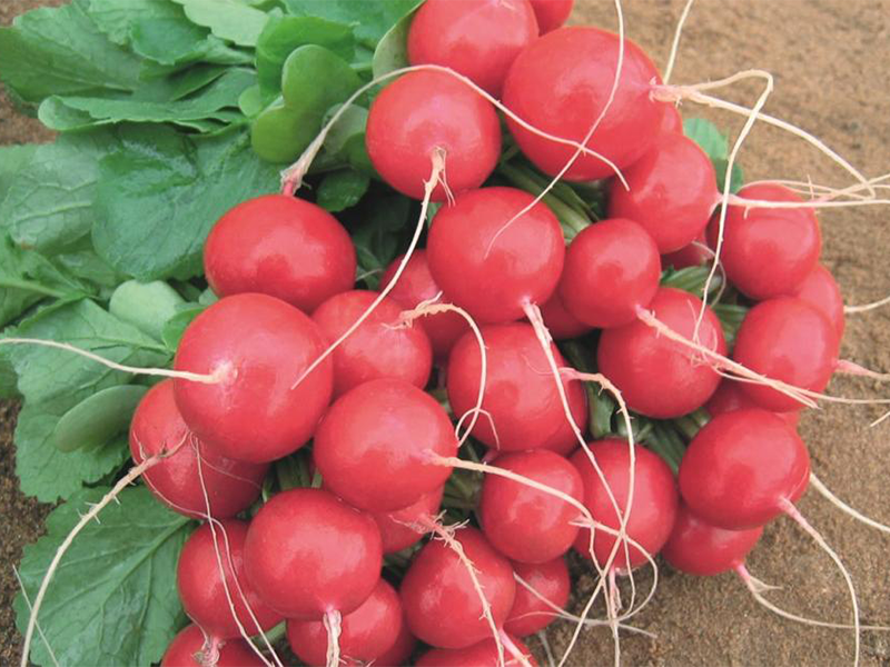 Rotkvica Rolex f1 50000s bejo