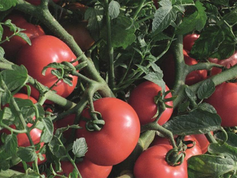 Paradajz Sultan f1 1000s bejo