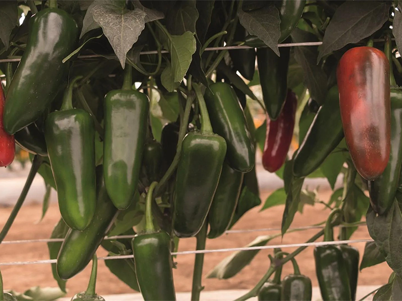 Paprika Rioverde f1 25000s bejo