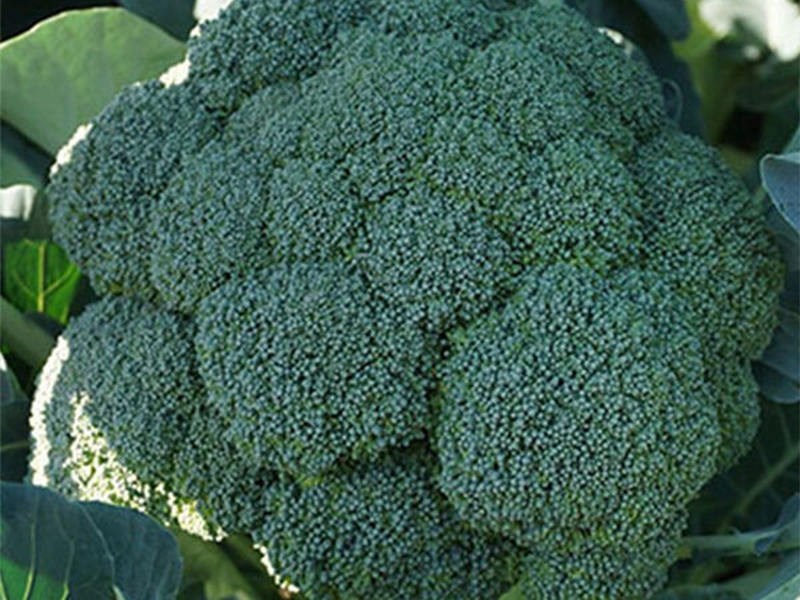 Brokoli Besty f1 2500s syngenta