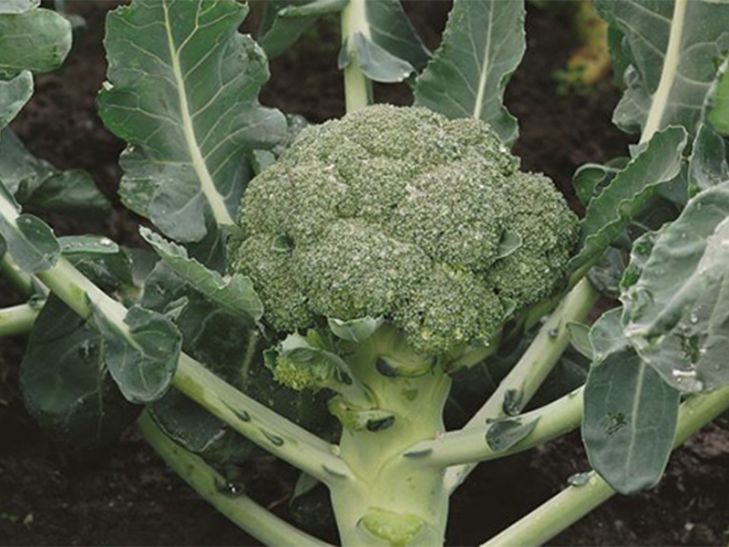 Brokoli Montop f1 2500s syngenta