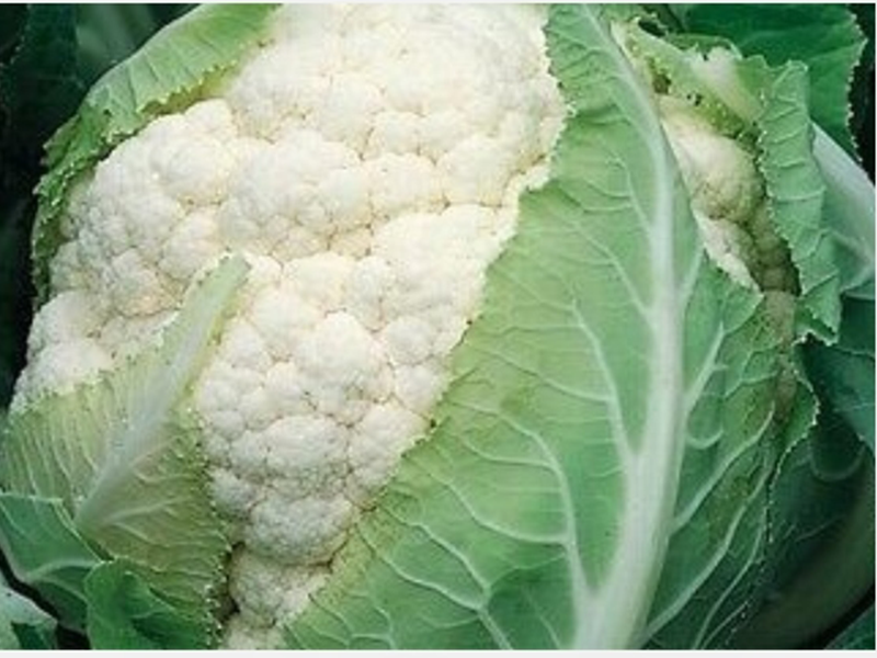 Karfiol Bruce f1 2500s syngenta