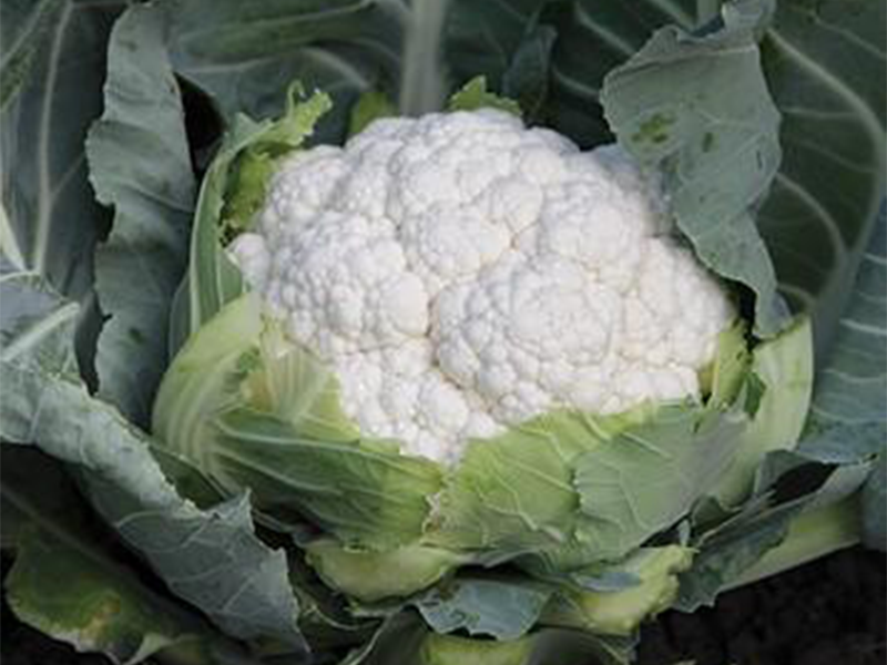 Karfiol David f1 2500s syngenta