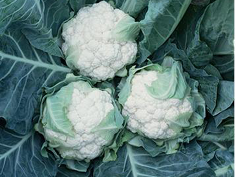 Karfiol Lecanu f1 2500s syngenta