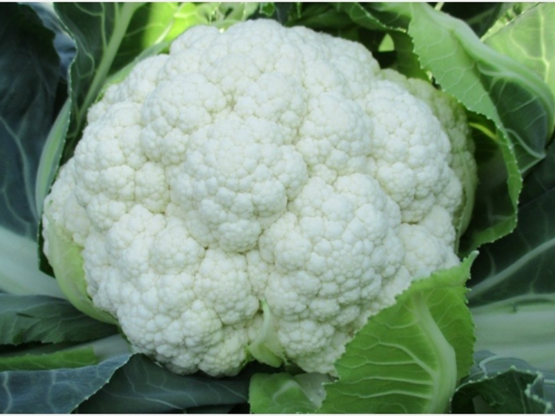 Karfiol Solistar f1 2500s syngenta