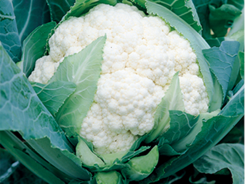 Karfiol Spacestar Gold 2500s syngenta