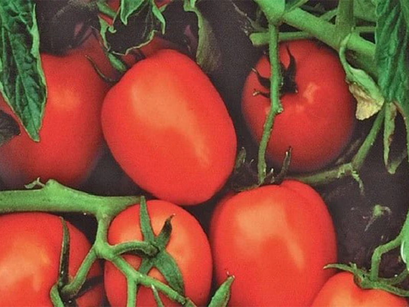 Paradajz Chibli f1 2500s syngenta