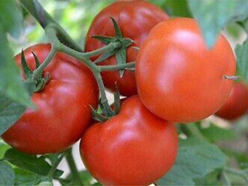 Paradajz Ciciu f1 500s syngenta