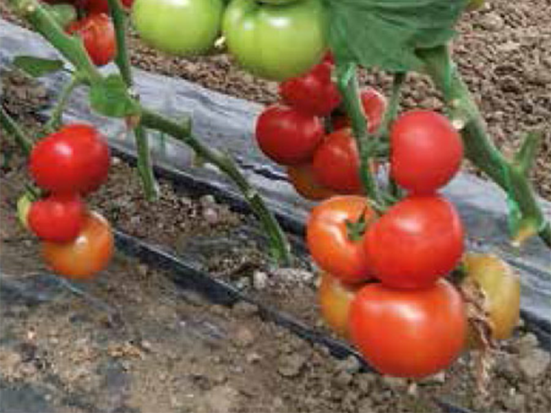 Paradajz Delfine f1 500s syngenta