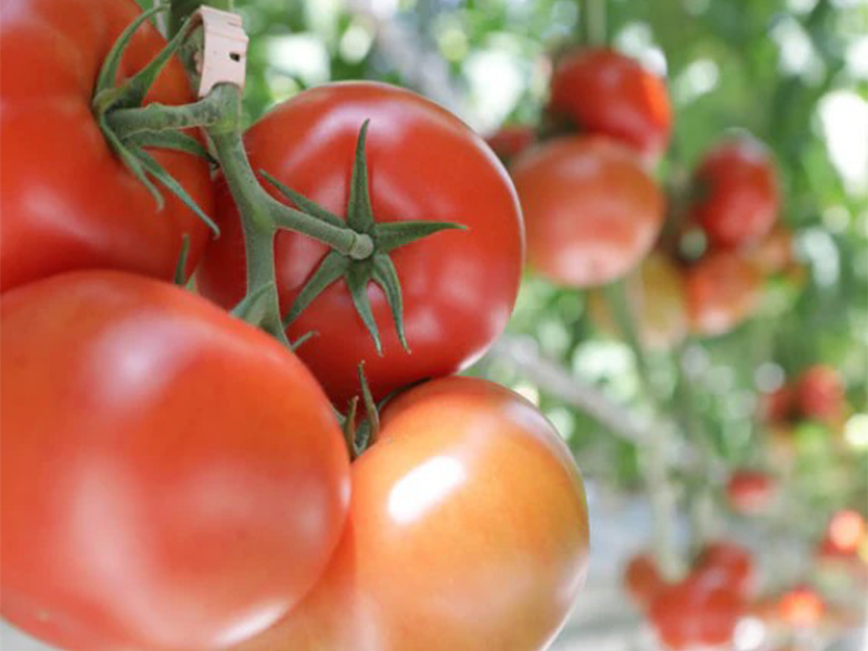 Paradajz Extradena f1 500s syngenta