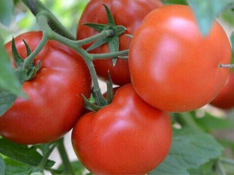 Paradajz Grumira 500s syngenta