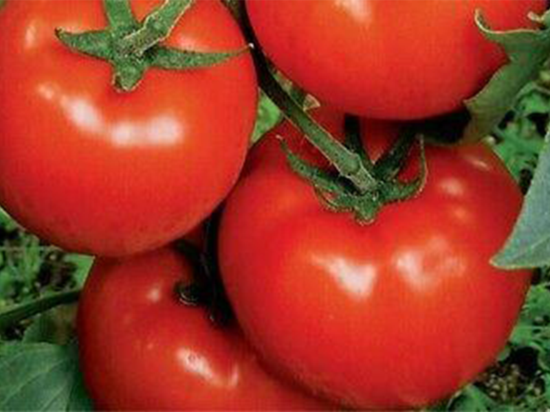 Paradajz Kaponet f1 500s syngenta